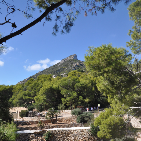 Natural Park Sa Dragonera Mallorca - Sa Calma Boats