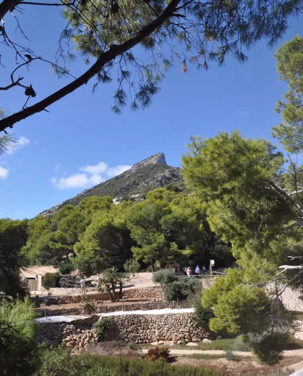 Trail through the pines with the island's mountain behind