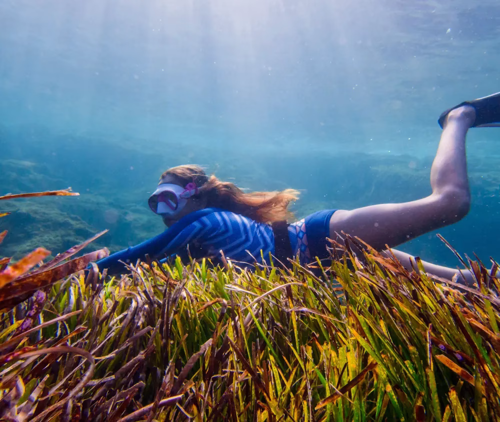 Person snorkelling over a Posidonia seagrass meadow